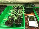 mes tomates coeur de boeuf dont je mangerai les fruits en septembre  lol mes céleris et mes poireaux bref suis pas en avance grrrr
