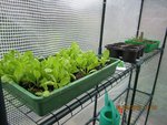 2012-05-08 salades x.jpg