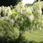 Glycine-japonaise-Wisteria-floribunda-blanche-1.jpg