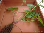 PICT5183.JPG