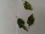 2012-05-09 20.29.41.jpg