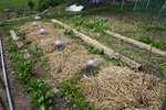 Les courgettes Gold rush, grisette de provence, san Pasquale et patisson blanc