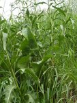 divers plantes et autres 111.JPG