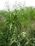 divers plantes et autres 112.JPG