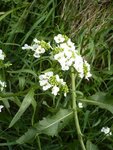 divers plantes et autres 113.JPG