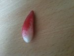 Un petit radis =)