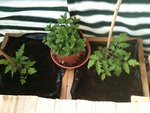 Les tomates