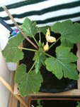 La courgette