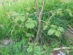 arbre 3-800....jpg
