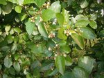 Cotoneaster ?