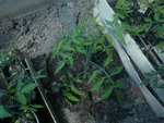 les plants de tomate en PT.jpg