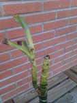 IMAG0213.jpg