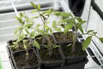 mes st pierre sont elles plus homogènes en taille