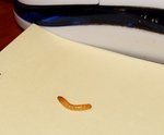 Voici enfin la photo posté pas simple. Après en avoir trouvé un sans problème et mis la photo au bon format j'ai eu des difficultés pour poster