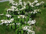 plant acheté jardinerie fleurie