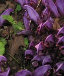 fleur spéciale0002.JPG
