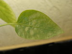 DSC02327.JPG