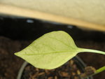 DSC02329.JPG