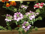 DSC02281.JPG