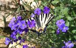 Papillon.jpg