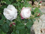 DSC01041.JPG