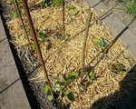 IMGP0654.JPG