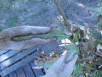 feuille