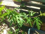 Plante ?