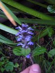 fleur bleue.JPG
