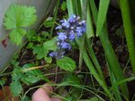 fleur bleue 2.JPG