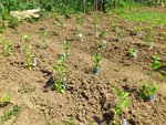 une partie des piments