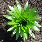 fleurfleurfleur.jpg