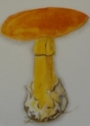 oronge gravatar.jpg