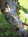 Le champignon en question
