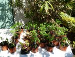 Et donc pour finir les plants que j'ai donné dimanche.