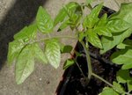 tomates_1.JPG
