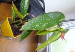 IMG_4286.jpg