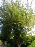 l'arbre en pied.