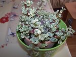 100_3539.jpg