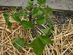 potaotes leaf.JPG