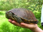 Tortue 002.JPG