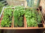 Potager-01-200.jpg