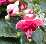 fuschia.jpg