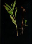 Herbes.jpg