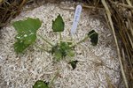 Courgette Gold rush.JPG