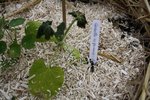 Courgette Grisette de Provence.JPG