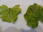 feuille_concombre_malade.jpg