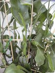 identification de cette plante