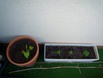 au pied du mur, fraises et pot avec ipomée et poids de senteur, je dois encore y mettre des tuteurs