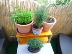 Menthe rouge et marocaine, après petit conifère, et à côté ipomée et pois de senteurs qui vont sortir, je dois finir mon bricolage, tuteur en demi cercle. Au premier plan, orme de chine